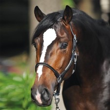 % Kavalkade Seilhalfter