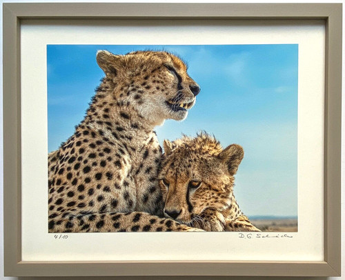Gepard wildlife fotografie - gepard,