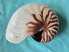 schöne Meeresmuschel Nautilus pompilius, 153.9mm lang- Natur