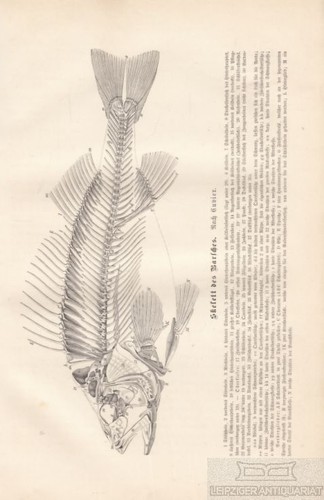 Skelett des barsches aus - des, barsches.