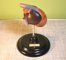 altes Anatomiemodell- Herz vom Frosch