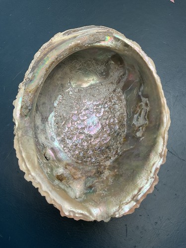 Abalone muschel 5cm - abalone,