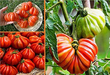 40x Mexikanische Tomaten Pflanzen - Samen A50