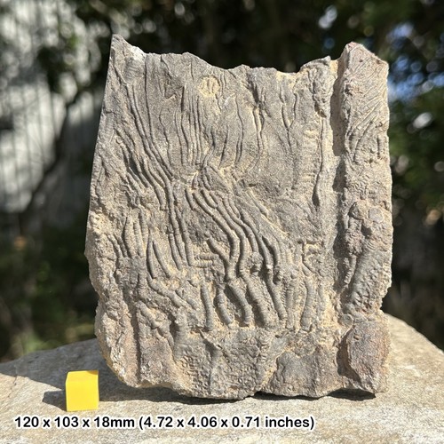 Mahoumacrinus fossil crinoid - mahoumacrinus,