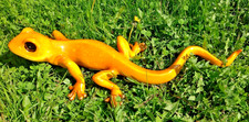 XL Echse 50cm Eidechse, edle