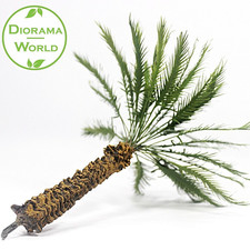 Palme - Höhe 20 cm - 1 Stück - sehr hochwertige Pflanze in Miniatur