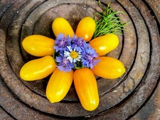 Taiko - gelb tschechische