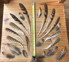 21 Federn Eule Greifvogel