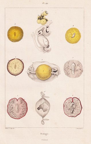 Ovologie eggs eier vogeleier - ovologie,