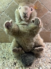 Brand New Steiff Groundhog