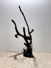 Schwarze Moorwurzel XL