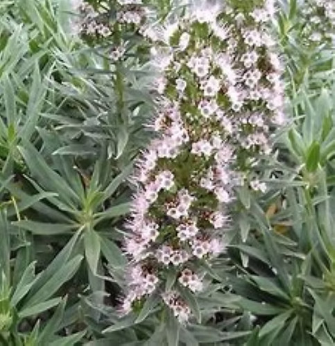 Sale841 mini echium - sale841, candicans