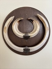 Kapitale Keilerwaffen Auf Trophäenbrett, Wild Boar Trophy