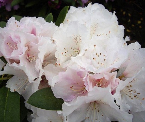 Rhododendron yakushimanum - ,