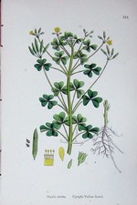 Alter antiker Druck Botanik