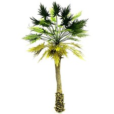 Zucker Palme - Höhe 20 cm - 1