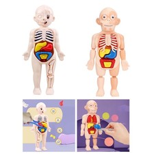 Human Torso Body Model