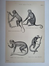 Antiker Druck 1870 Primaten Gravur Rot Brüller Braun Kapuziner Eichhörnchen Affe