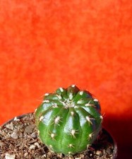 Matucana polzii 4 cm breit Kaktus