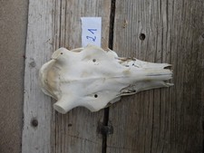 echter Rothirschschädel / Abwurfstangen / Basteln 21