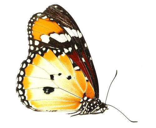 Lepidoptera nymphalidae - lepidoptera,,