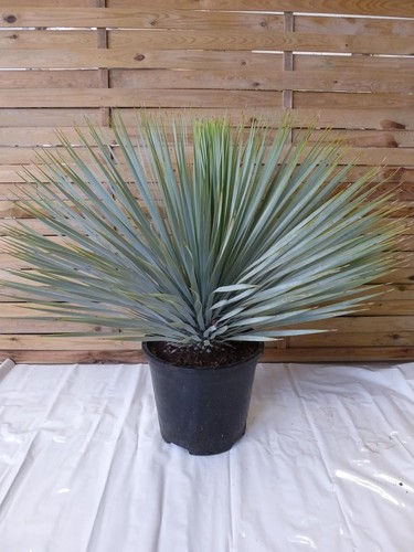 Palmenlager yucca rostrata - [palmenlager],