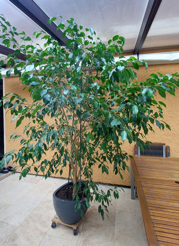 Zimmerpflanzen groß ficus - zimmerpflanzen,