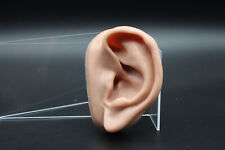 3B Scientific N15/1 L