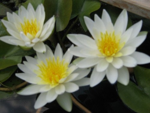 Winterharte seerose nymphaea - seerose,