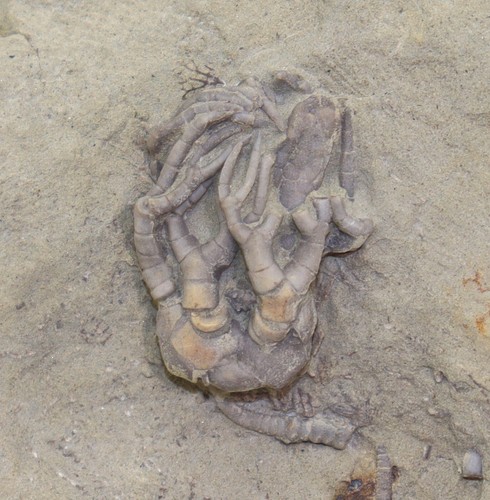 Crinoide cyatocrinites - crinoide,,
