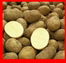 🥔 frische Kartoffeln 🥔