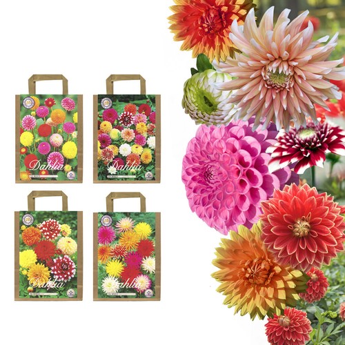 Dahlien knollen blumenzwiebeln - dahlien,