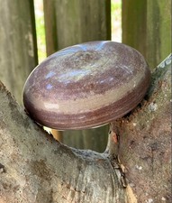 Narmada Stone Shiva Lingam