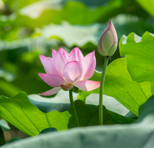 Samen lotus blume - lotus-blume, saat