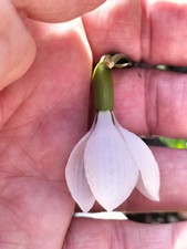 Galanthus  "Swanton", Schneeglöckchen mit außergewöhnlicher Blüte, 1 Zwiebel