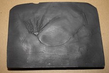 Seelilien Replik Bundenbach (ES 56)