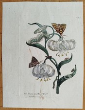 Maria Sibylla Merian