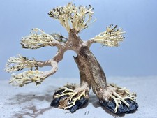 Aquarienwurzel, Bonsai