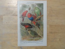 Orig.(1908) Chromolithographie