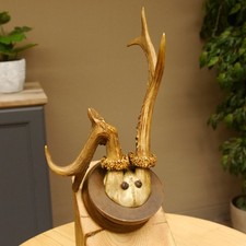 Rehbock abnormes Reh Bock