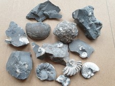 Fossiliensammlung - Ammoniten