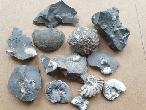 Fossiliensammlung ammoniten - fossiliensammlung,