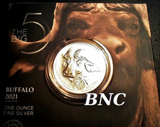 Big Five I. 2021 - Büffel - 1