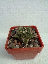 Obregonia denegrii mind. 3cm