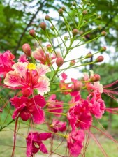 20 seeds Pink Caesalpinia