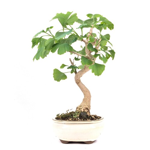 Bonsai ginkgo biloba - bonsai, 'ginkgo
