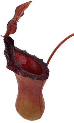 Nepenthes lowii ventricosa - nepenthes,