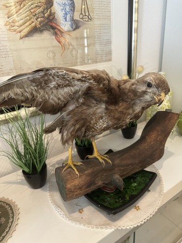 Ausgestopfter mäusebussard - ausgestopfter,