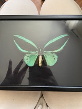 Echter Schmetterling, Ornithoptera Priamus, Mit CITES