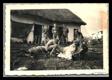 Foto, WK2, Ostfront, Soldaten schlachten Schwein im Schlamm, 5026-1311